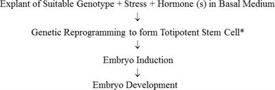 Somatic Embryogenesis in the Medicago truncatula Model: Cellular and Molecular Mechanisms